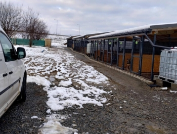 Pomoc, Która Ma Znaczenie – Wsparcie dla Schroniska - zdjęcie3