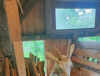 Wycieczka do Chlebowej Chaty w Górkach Małych - zdjęcie20