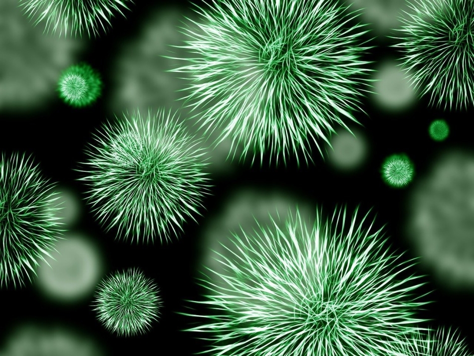 Uczennica klasy 7 - finalistką Wojewódzkiego Konkursu Przedmiotowego z Biologii!