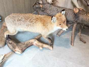 Wycieczka przedszkolaków do Nadleśnictwa Węgierska Górka 9