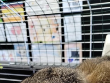 „Dzień Pupila” - zdjęcie17