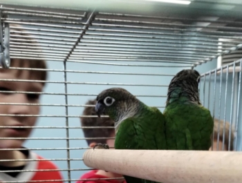 „Dzień Pupila” - zdjęcie10